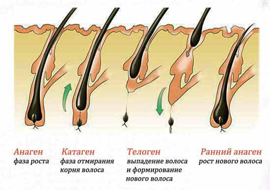 Как растут волосы: с какой скоростью, как быстро и на сколько см?